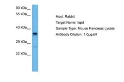 ISPD Antibody, Novus Biologicals 100 &mu;L; Unconjugated:Antibodies, Polyclonal